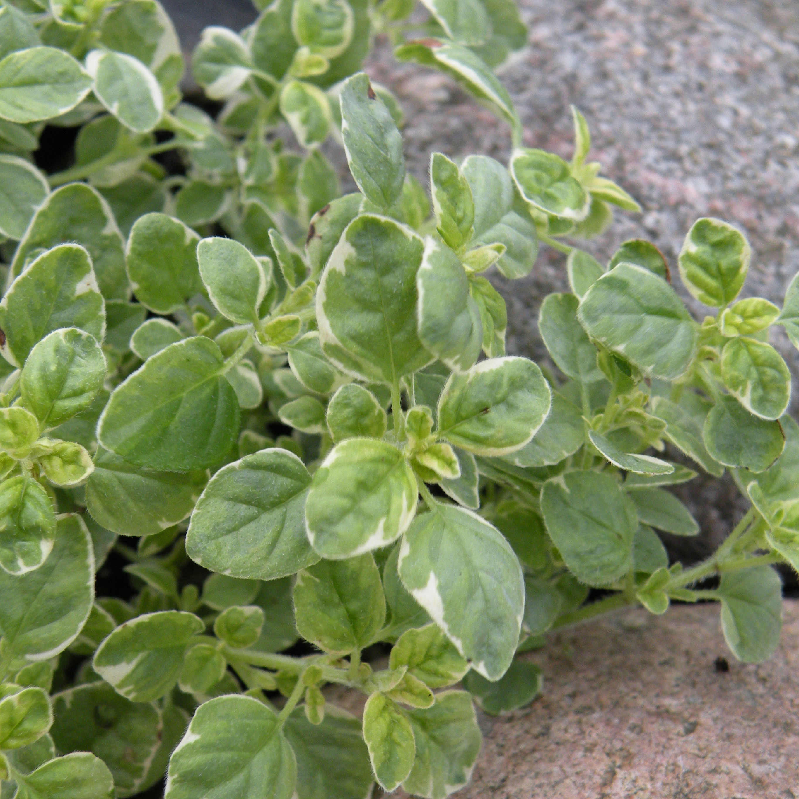 Origanum Country Cream